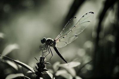 dragonfly, cool backgrounds, hawker dragonfly, free background, wallpaper hd, blue-green, nature, mac wallpaper, 4k wallpaper, flying, beautiful wallpaper, hd wallpaper, green leaf, wing details, desktop backgrounds, beautiful details, macro, 4k wallpaper 1920x1080, insect, background, animal, environment, photography, laptop wallpaper, free wallpaper, famous wings, full hd wallpaper, wallpaper 4k, windows wallpaper, detail, texture, low angle view, wildlife, outdoors