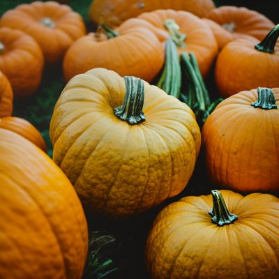 pumpkin, various colors, autumn, agriculture, green, yellow, orange, speckled, harvest, decorative, vegetables, texture, cultivar, traditional, composition, market, autumn decoration, colors of nature, color, natural