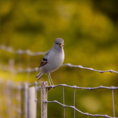 bird, fence, nature, gray, green, sitting, railing, outdoor, gloss, sunlight, birdwatching, wildlife, early autumn, calm, blurred, beautiful, natural, details, simple