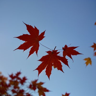 maple, autumn, leaves, red leaves, nature, blue sky, maple leaves, sunny day, clear sky, background, trees, rowan tree, outdoor, peaceful, natural beauty, summer, light, close-up, environment