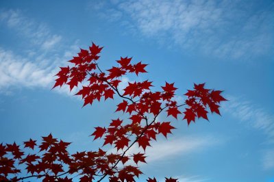 maple, autumn, leaves, red leaves, nature, blue sky, maple leaves, sunny day, clear sky, background, trees, rowan tree, outdoor, peaceful, natural beauty, summer, light, close-up, environment