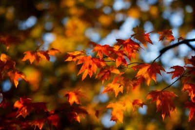 maple, autumn, leaves, nature, leaf colors, orange, red, leaf glow, light, outdoor, green, landscape, detail, texture, garden, leaf imprint, autumn leaves, soft light, natural background, golden hour