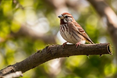 sparrow, tree sparrow, wildlife, nature, feathers, plumage, brown, garden, outdoor, hd wallpaper, background, colorful, bokeh, songbird, perch, branch, plant, bird, wallpaper