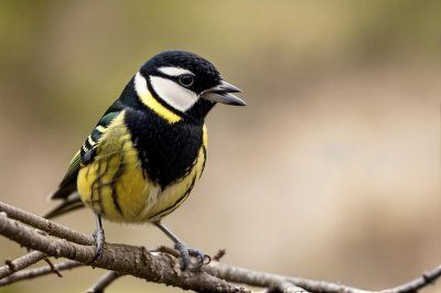 great tit, bird, nature, wildlife, avian, yellow, songbird, food, hd wallpaper, feeding, macro, bokeh, beak, seed, outdoor, background, animal, wallpaper, feather, plumage