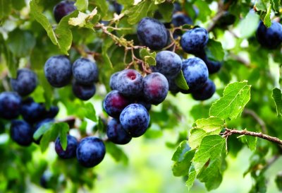 fruit, plums, branches, green leaves, orchard, nature, details, autumn, ripeness, summer, nutrition, gardening, food, harvest, berry, ecological, fresh, outdoors, agriculture, abundant