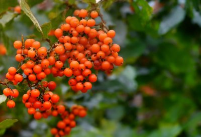orange berries, autumn berries, nature, macro, ripe fruit, spring, gardening, green leaves, garden, natural scenery, twig, botany, ripe berries, plant fruits, natural life, ornamental plants, background area, sunny weather, bokeh balance, yellow-brown color, decoration
