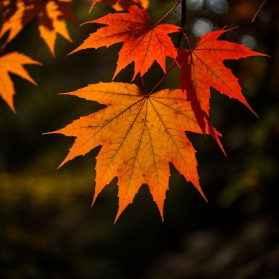 autumn, leaves, maple, orange, bokeh background, nature, lit, green, bright, outdoors, soft light, natural beauty, details, seasonal, sunlight, outdoor setting, decorative, natural light, depth of field, soft colors