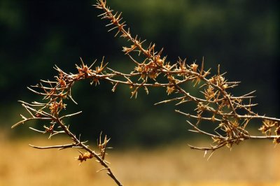 seed, pod, spiky, thorn, chestnut, nature, botany, autumn, macro, plant, hanging, dark background, details, natural light, unique shape, outdoors, detail, biology, examination, sharp