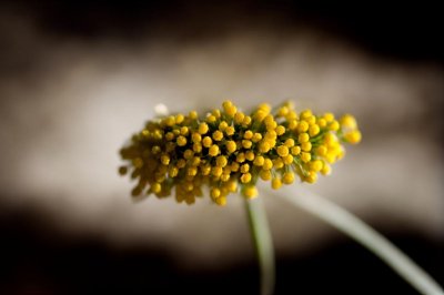 flower, yellow, craspedia, billy button, macro, plant, nature, detail, botany, texture, bokeh background, simplicity, artistic, background, beauty, decoration, photography, art, sharp, modern