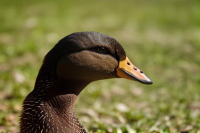 duck, waterfowl, animal, wild, nature, portrait, profile, head, neck, beak, eye, feathers, iridescent, colorful, green, yellow, blurry background, outdoors, bird, detail, curious