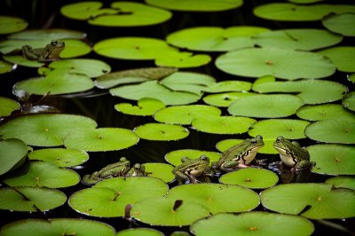 frogs, nature, lily pads, wildlife, funny, natural habitat, aquatic, pair, top, water animal, green, frog, water surface, pond life, details, macro, water, wilderness, amphibian