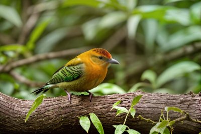bird, nature, colorful, tropical, exotic, green, beautiful wallpaper, red, yellow beak, wood, twig, background, wilderness, ecosystem, macro, detail, barbet, moss, gould's, macro photography