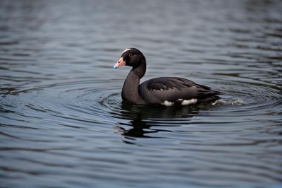 coot, wildlife, bird, waterfowl, feathers, beak, swimming, lake, body of water, reeds, nesting, wings, animal, black, nature, ornithology, smooth water, reflection, wild bird, waterways
