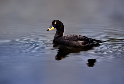 coot, wildlife, bird, waterfowl, feathers, beak, swimming, lake, body of water, reeds, nesting, wings, animal, black, nature, ornithology, smooth water, reflection, wild bird, waterways