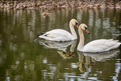 swans, waterbirds, feathers, plumage, water, ornithology, reflection, wildlife, nature, beaks, calm, sunny, landscape, pond, peaceful, mirroring, white, natural, birds, side by side