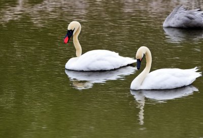 swans, waterbirds, feathers, plumage, water, ornithology, reflection, wildlife, nature, beaks, calm, sunny, landscape, pond, peaceful, mirroring, white, natural, birds, side by side