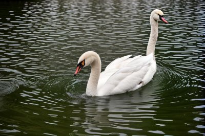 white swan, bird, animal, water, feathers, ornithology, swimming, beak, waterfowl, swim, fauna, warm, nature, reflection, tranquil, wings, calm, beautiful, natural scenery