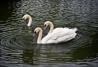 white swan, bird, animal, water, feathers, ornithology, swimming, beak, waterfowl, swim, fauna, warm, nature, reflection, tranquil, wings, calm, beautiful, natural scenery