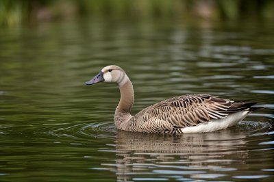 goose, bird, waterfowl, feathers, beak, swimming, nature, wildlife, ornithology, lake, water environment, wilderness, natural habitat, plumage, wild, head, natural, water, bar-headed goose