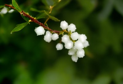 snowberry, macro photography, shrub, nature, white, green leaves, berry, plant, summer, natural beauty, honeysuckle, garden, botany, beauty, horticulture, ecology, green, leaf, ecosystem