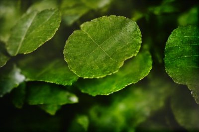 leaf, green, nature, macro, details, green color, lighting, branch, natural, background, foliage, beauty, fresh, ray of light, enlargement, simplicity, botany