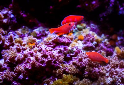 dwarf hawkfish, tropical, aquarium, marine fish, coral reef, exotic, saltwater, underwater, nature, animal, fish, biology, ecology, natural habitat, wildlife, reef, feature, submarine, coloration, aquaculture