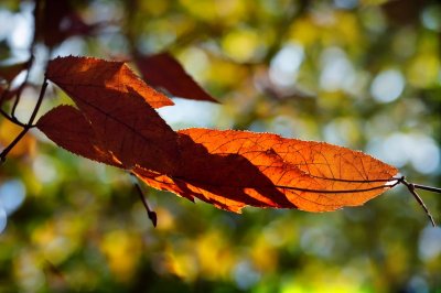 chestnut leaf, autumn, leaf, nature, details, orange, bokeh, background, light effect, macro, leaf texture, nature wallpaper, ecology, natural environment, beautiful, golden, silhouette, natural details, falling leaf, yellow-orange