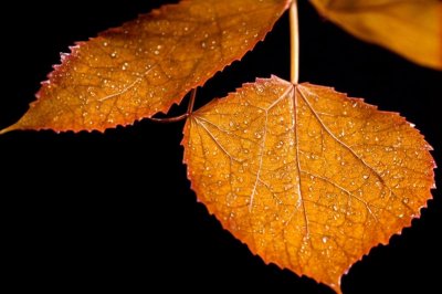 autumn leaves, raindrops, leaf, nature, autumn colors, background, leaf vein, macro photography, black background, backlighting, water drop, orange, nature wallpaper, beauty, elegance, lonely leaf, artistic shot, leaf details, drop, close-up