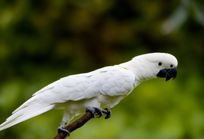 cockatoo, nature, bird, animal, parrot, plumage, perched, ornithology, birdwatching, beak, branch, white, australian, wild, outdoor, simplicity, green background, calm, yellow crest
