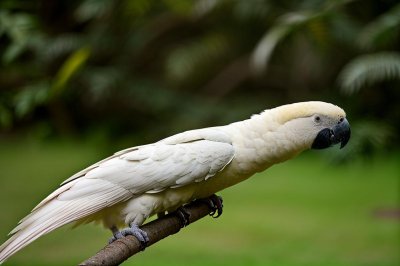 cockatoo, nature, bird, animal, parrot, plumage, perched, ornithology, birdwatching, beak, branch, white, australian, wild, outdoor, simplicity, green background, calm, yellow crest