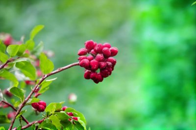 dogwood, fruit, nature, green background, kousa dogwood, red color, stem texture, summer, edible berry, garden, outdoors, sky, close-up, botanical photography, unique shape, plant, outdoor setting, green plant, macro shot
