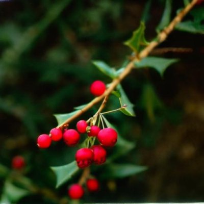 holly, red berries, thorns, green leaves, shrub, poisonous, nature, christmas, autumn, winter, green, red, nature wallpaper, european holly, traditional, evergreen, common, plant, botany
