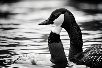 canada goose, black and white photo, nature, bird, water, wilderness, detail, profile, lake, wild, breed, ornithology, wildlife, waterfowl, gloss, head, display, reflection in water, monochrome