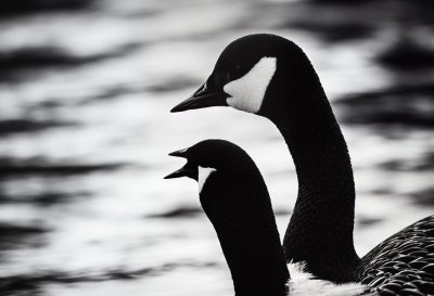 canada goose, black and white photo, nature, bird, water, wilderness, detail, profile, lake, wild, breed, ornithology, wildlife, waterfowl, gloss, head, display, reflection in water, monochrome