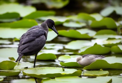 water bird, pond, lily pad, feathers, nature, beautiful flowers, flower background, wet, standing, yellow, beautiful, wild, animal, flying, environment, ecosystem, calm, aquatic plants, flower, solitary, tropical, flower wallpaper, lake, nice