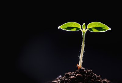 seedling, sprout, soil, macro, nature, green, renewal, growth, hope, life, ecology, beginning, black, dark, natural, second, background, lighting, minimalism