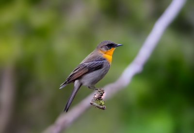 bird, songbird, wildlife, nature, wire, sharpness, natural setting, earth tones, perching, background blur, wild birds, small bird, bird perching, natural palette, light brown, green background, photography, macro, zoology, tranquility