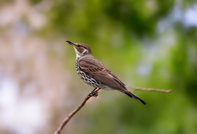 bird, nature, wildlife, birdwatching, thrush, branch, birdsong, summer, wire fence, green background, macro photography, natural environment, garden bird, beak, nesting, ecosystem, bird feather, conductor
