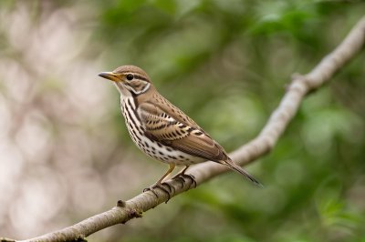 bird, nature, wildlife, birdwatching, thrush, branch, birdsong, summer, wire fence, green background, macro photography, natural environment, garden bird, beak, nesting, ecosystem, bird feather, conductor
