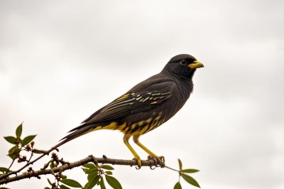 myna, bird, insect, animal, nature, wild, avian, yellow, orange, black, beak, detail, feather, stadium, edge, solitary, pose, periphery, accent, color