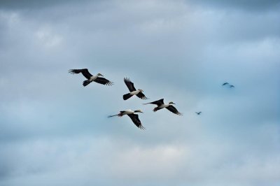 birds, cranes, nature reserve, clear sky, nature, bosque del apache, new mexico, wildlife, aerial view, flying birds, migratory birds, landscape, sunset, bird shadow, sky, open space, tranquility, peaceful sky