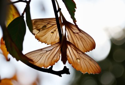 seeds, wings, maple, autumn, close-up, nature, seed wings, texture, season, detailed view, dry leaves, geometry, veins, natural pattern, biology, flora, details, backlighting, leaves in autumn