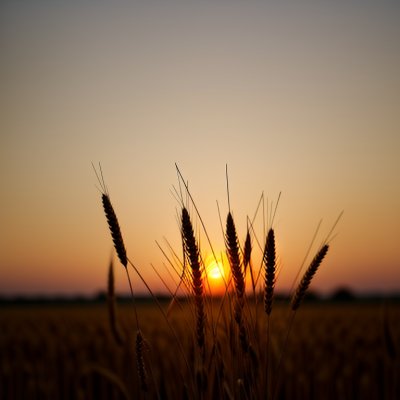 field, sunset, wheat, nature, agriculture, sky, silhouette, evening, rural, summery, turkey, horizon, dusk, landscape, peaceful, dawn, farming, solitary, charming, calm