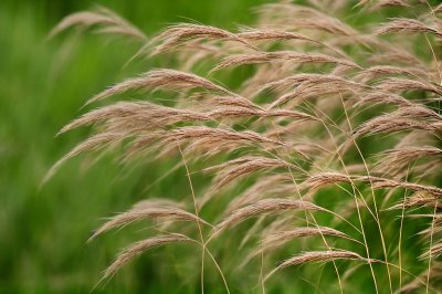 grasses, dry grasses, nature, blurred background, green background, meadow, summer landscape, movement, blade of grass, natural texture, cultivated, afternoon light, windy, ecology, plants, field, growing season, rural, mid-summer, seasonal, agriculture