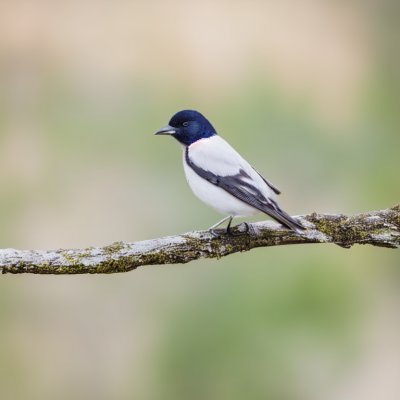 nature, plumage, wildlife, animal, bird, beak, avian, long tail, songbird, branches, wood, landmarks, wild, beautiful, nature photography, wings, unique, view, display, natural habitat