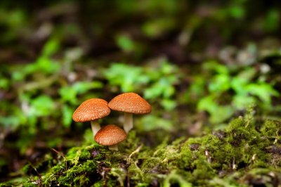 mushrooms, forest, moss, fern, forest floor, miniature, nature, autumn, tree trunk, mushroom group, mushroom cap, blur, small, close-up, family, green background, calm, peaceful, structure, harmony