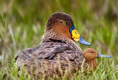 duck, animal, nature, wild, feathers, bird, reeds, water, cuddling, peaceful, green, background, wildlife, light, colors, calm, fauna, beautiful, detailed
