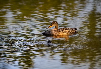mallard-duck, pond, water, duck-feathers, wildlife, nature, waterfowl, ripples-in-water, animal-habitat, ornithology, wild-animals, green-brown, duck-food, drawing, contrast, solitude, spring, calm, free-tone, reflection