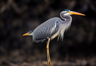 grey heron, bird, standing, wildlife, nature, long beak, sharp beak, plumage, outdoors, railing, dark background, detailed, wood, graceful, animal, natural habitat, calm, patience, alert, hunter