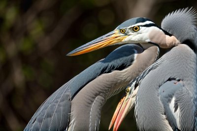 grey heron, bird, wildlife, natural colors, speckled neck, bird portrait, sharp beak, feather texture, nature, subtle colors, nature beauty